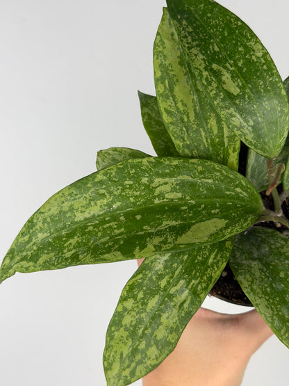 Hoya Rangsan Hoya Tropical Corner