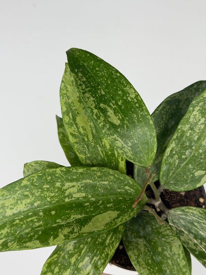 Hoya Rangsan Hoya Tropical Corner
