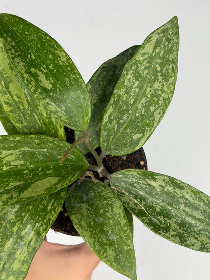 Hoya Rangsan Hoya Tropical Corner