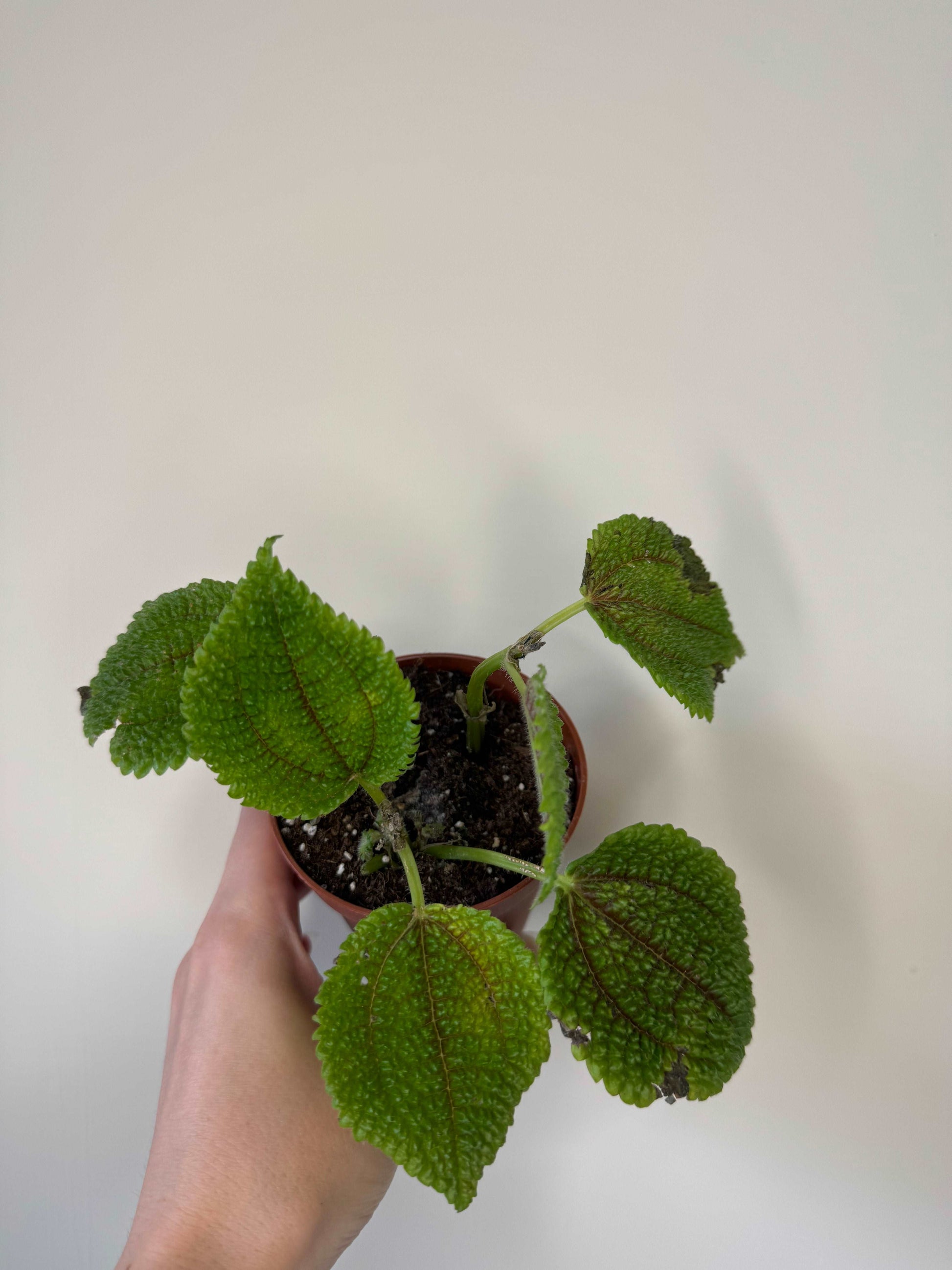 Pilea Mollis “Moon Valley” | Carlotta