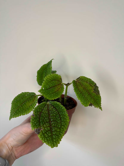 Pilea Mollis “Moon Valley” | Carlotta