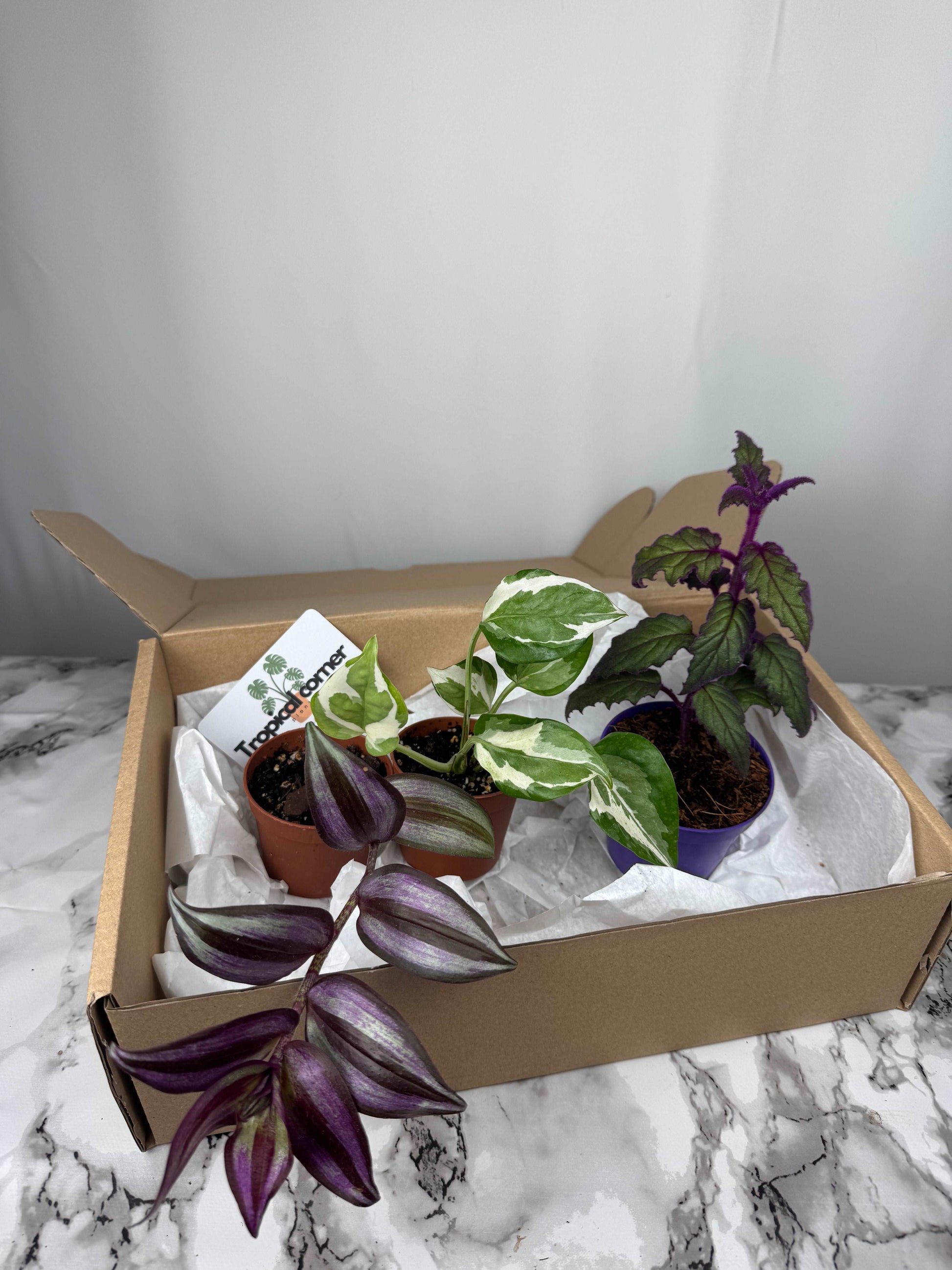 Tropical Box | Purple passion