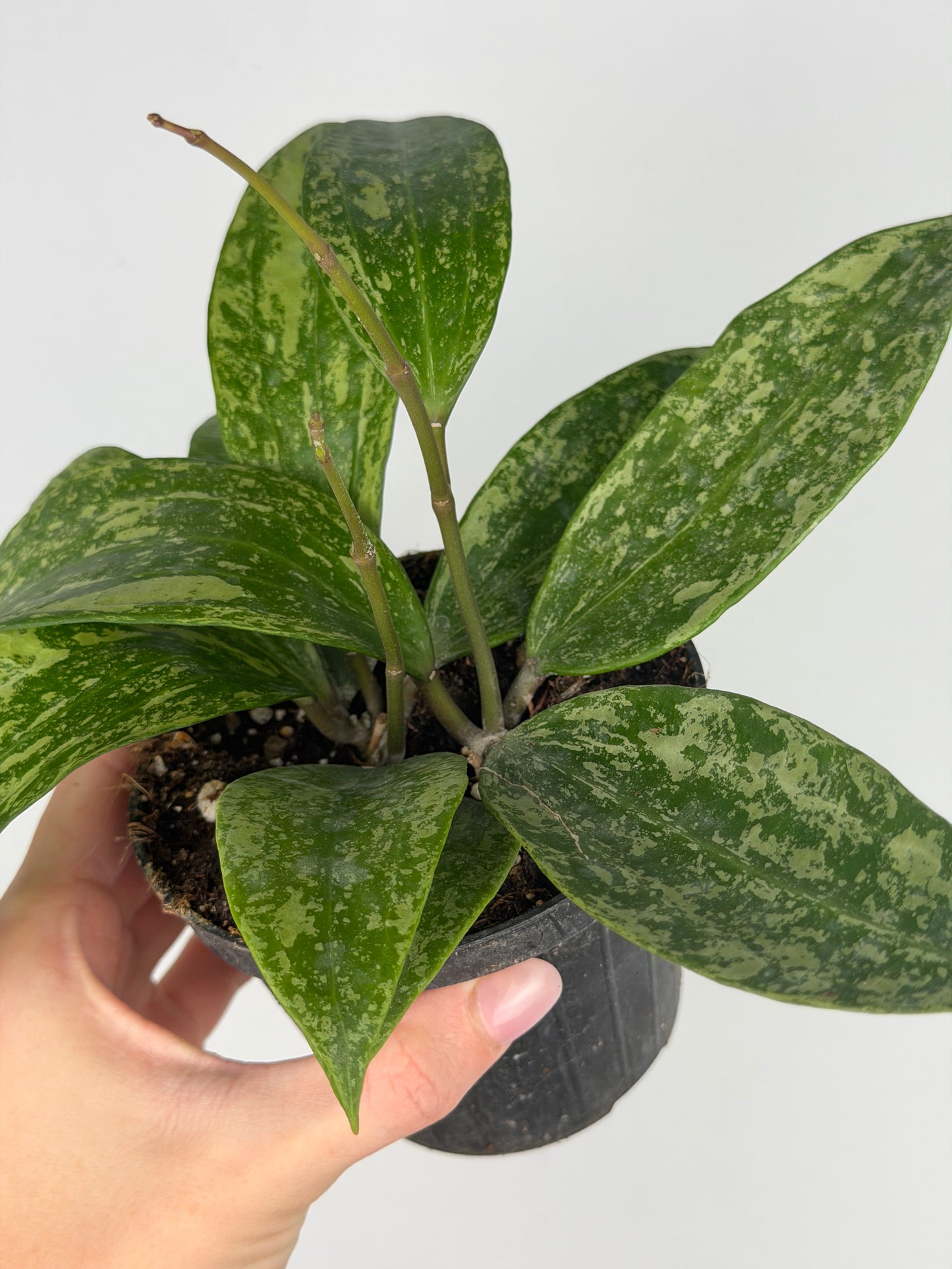 Hoya Rangsan Hoya Tropical Corner