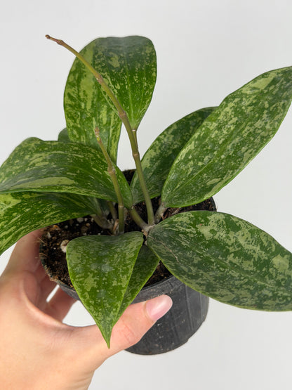 Hoya Rangsan Hoya Tropical Corner