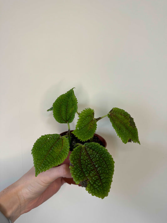 Pilea Mollis “Moon Valley” | Carlotta