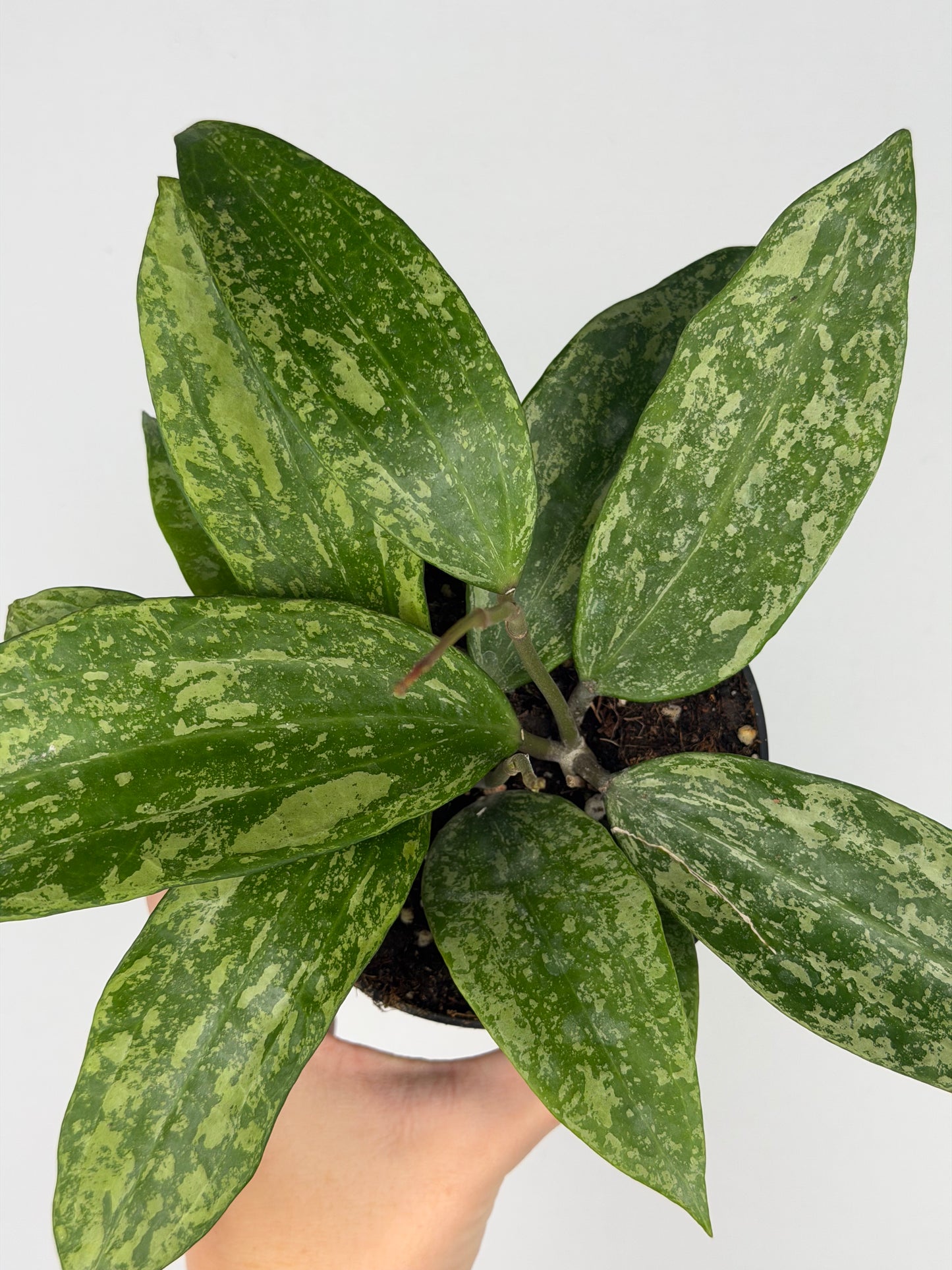 Hoya Rangsan Hoya Tropical Corner