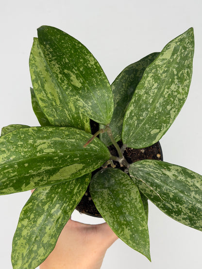 Hoya Rangsan Hoya Tropical Corner