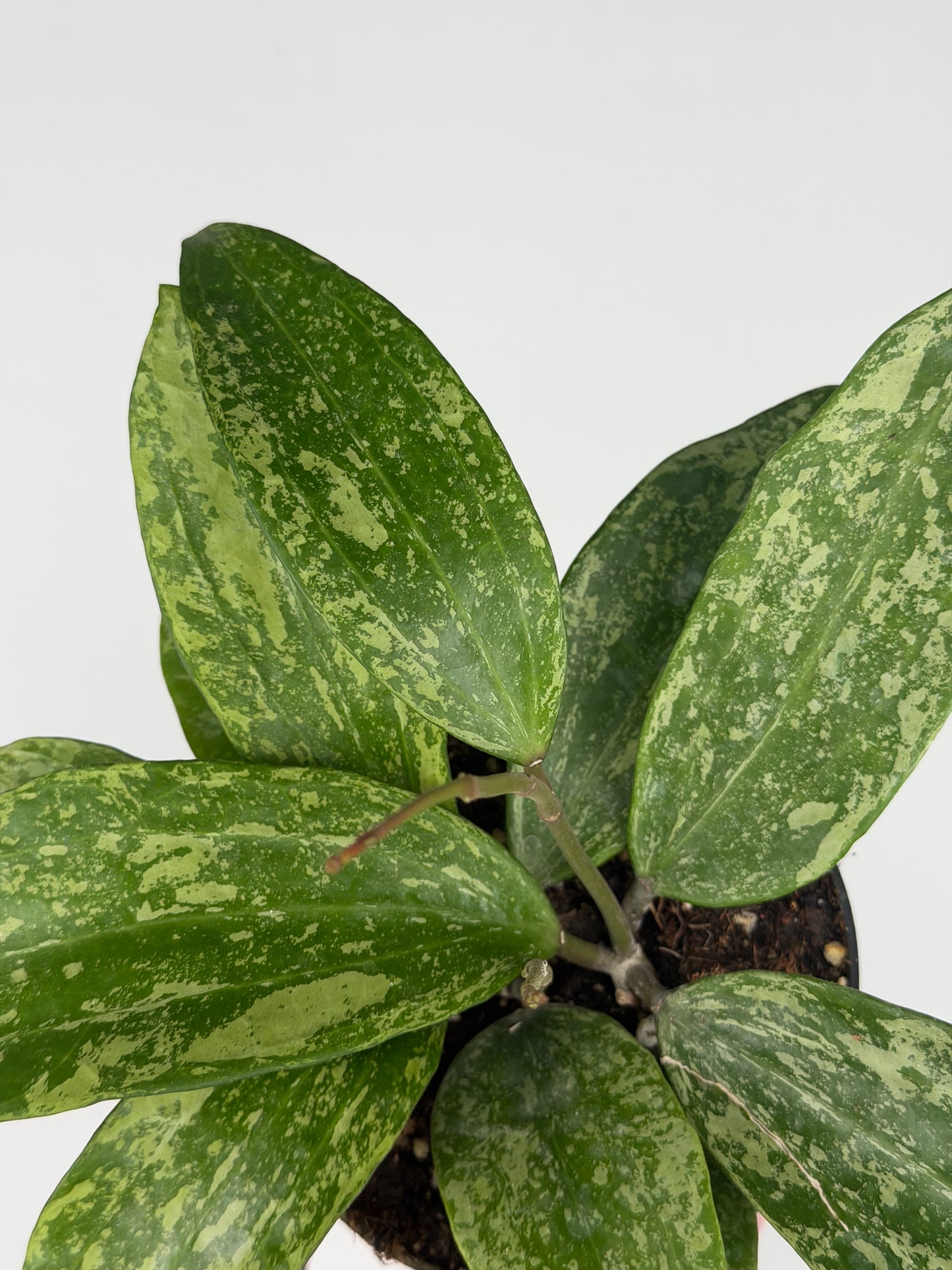 Hoya Rangsan Hoya Tropical Corner