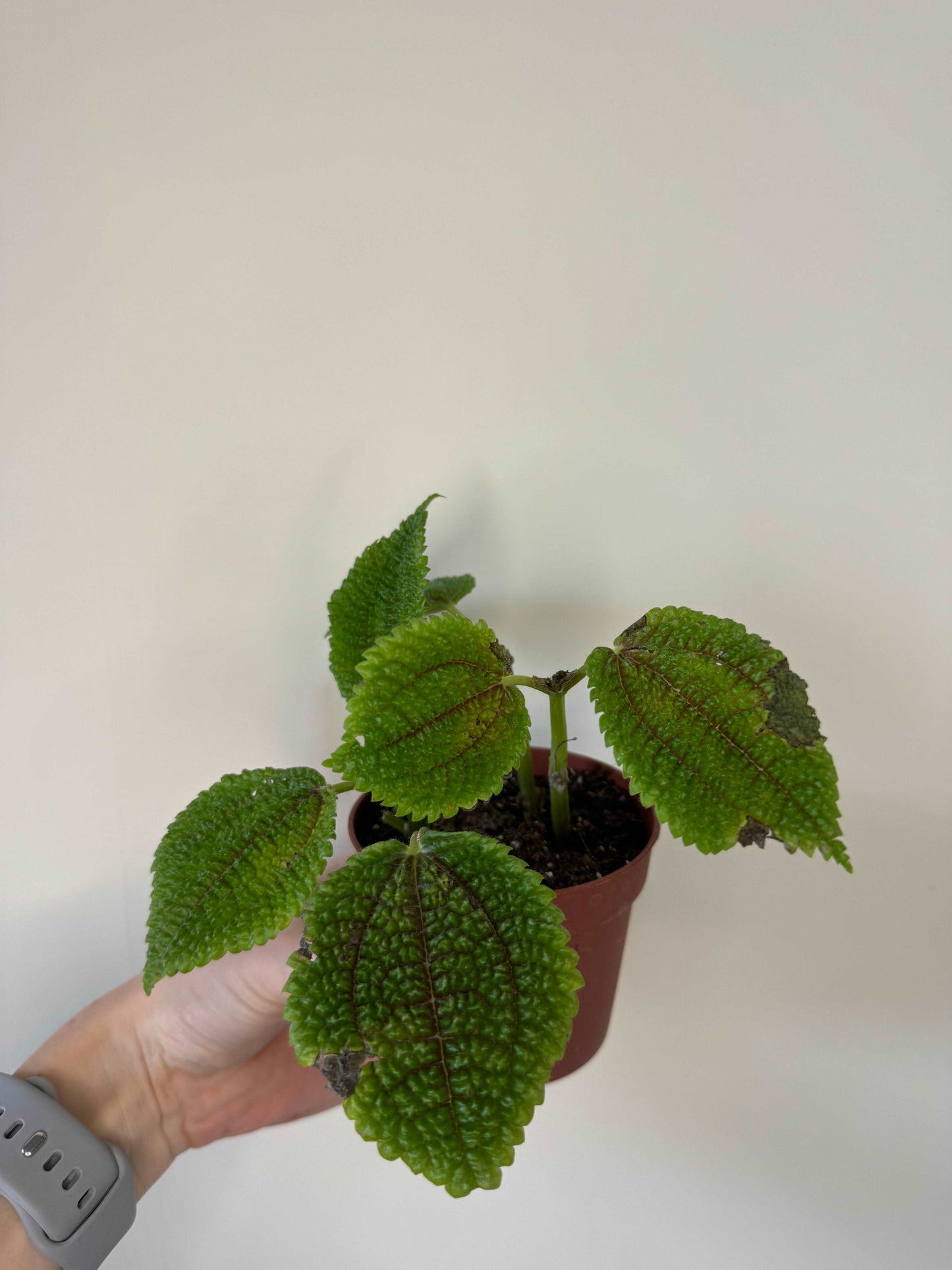 Pilea Mollis “Moon Valley” | Carlotta