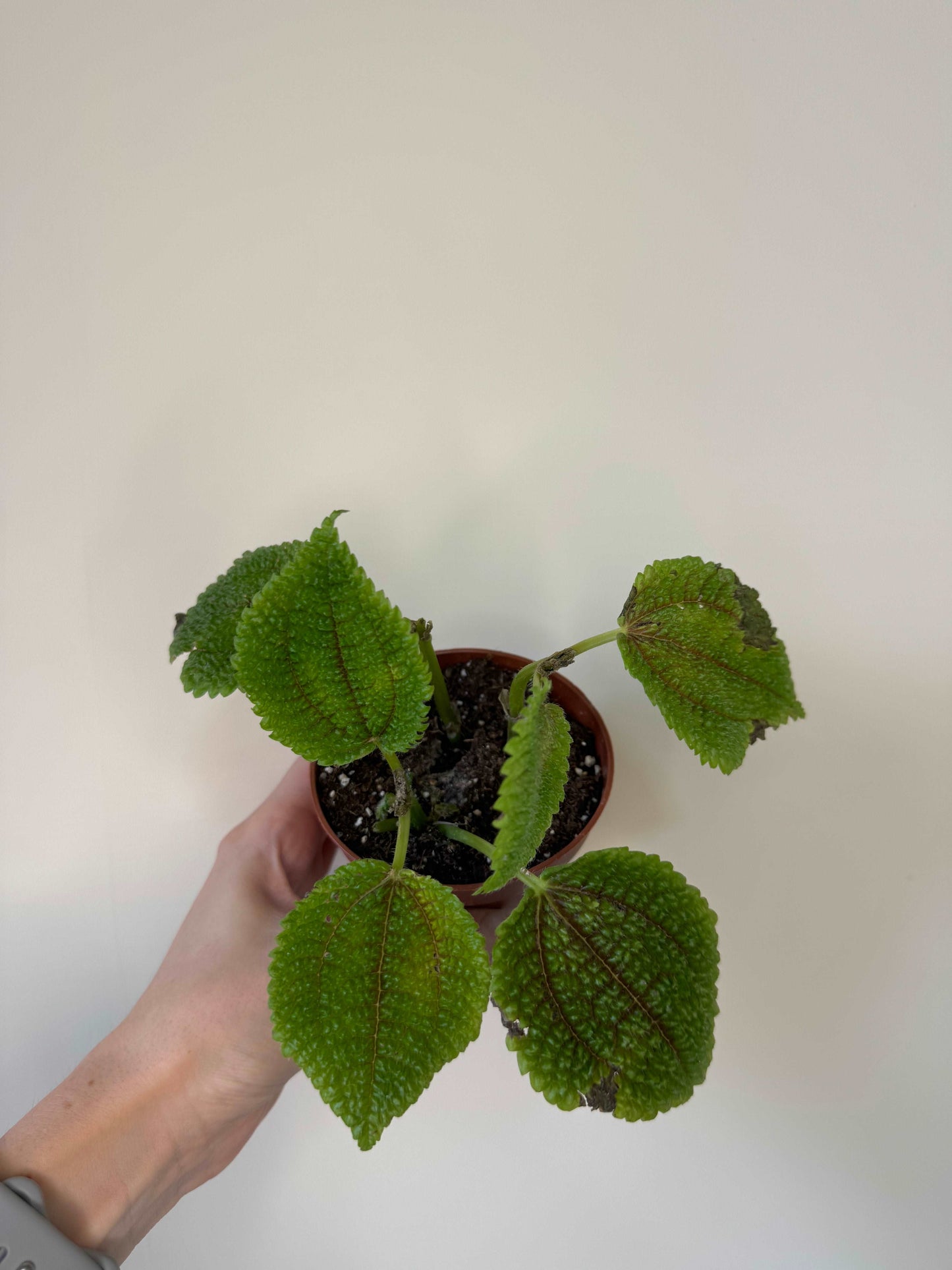 Pilea Mollis “Moon Valley” | Carlotta