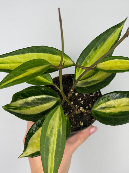Hoya latifolia 'Pot of gold' Hoya Tropical Corner
