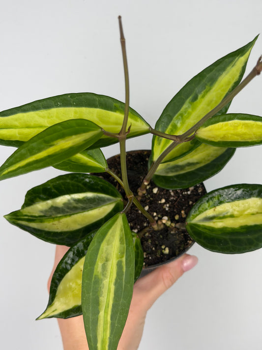 Hoya latifolia 'Pot of gold' Hoya Tropical Corner