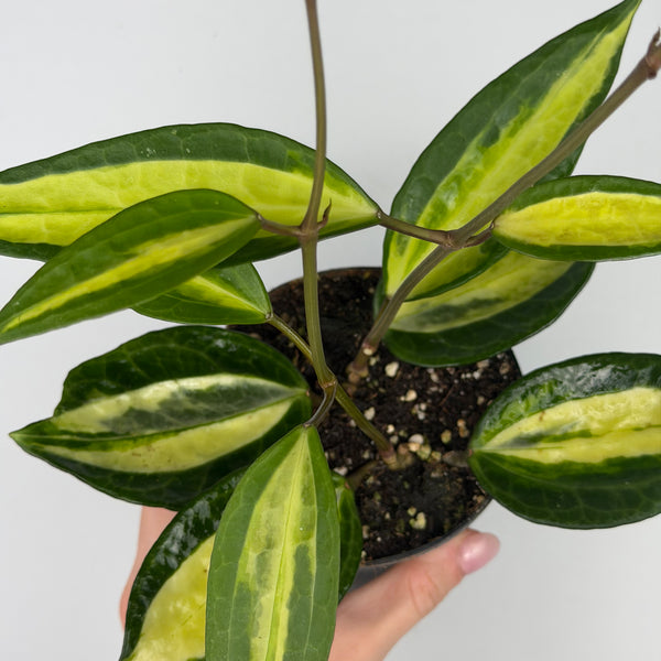 Hoya latifolia 'Pot of gold'