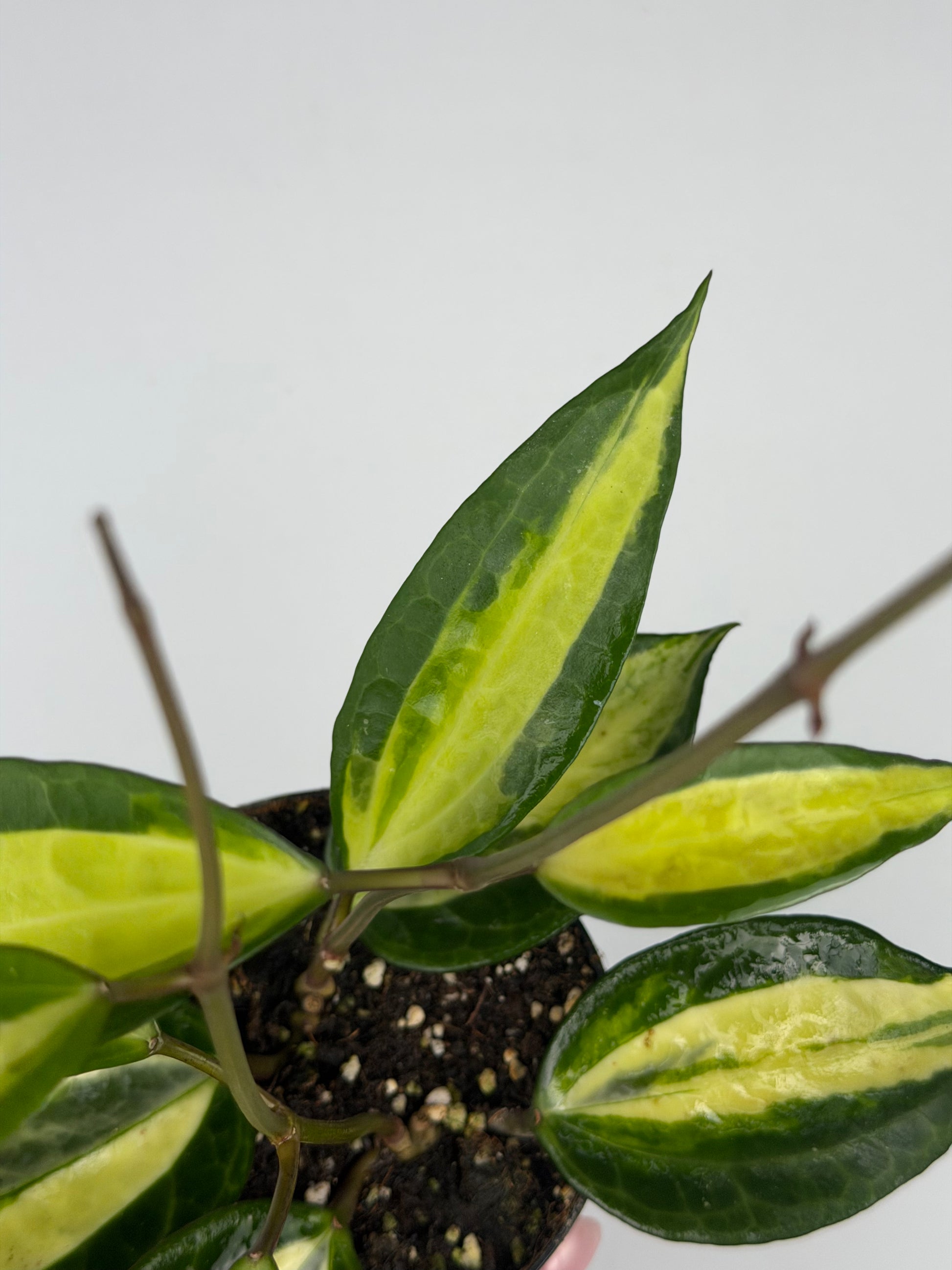 Hoya latifolia 'Pot of gold' Hoya Tropical Corner