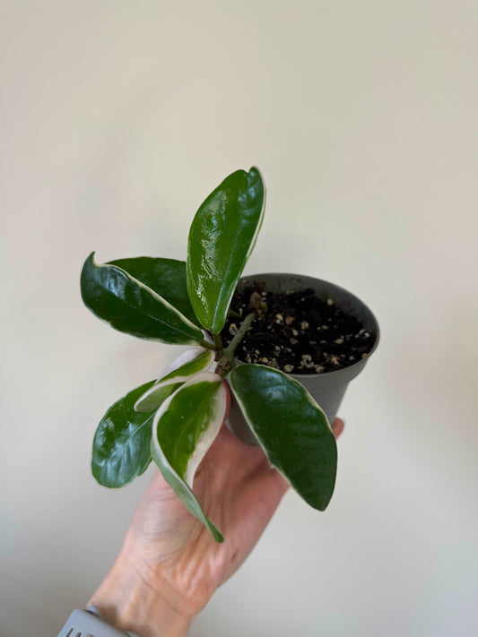 Hoya Krimson Queen | Gianna