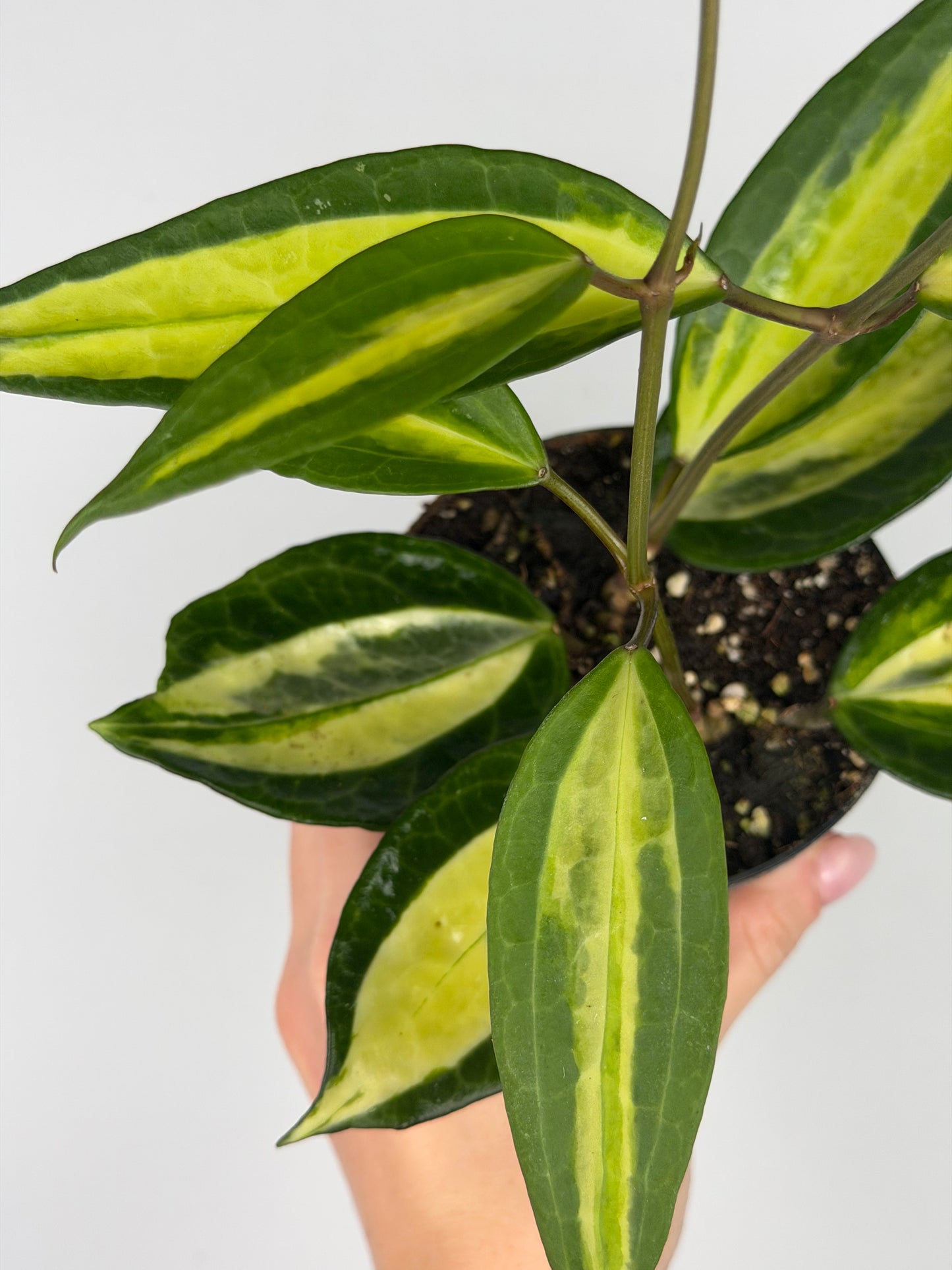 Hoya latifolia 'Pot of gold' Hoya Tropical Corner
