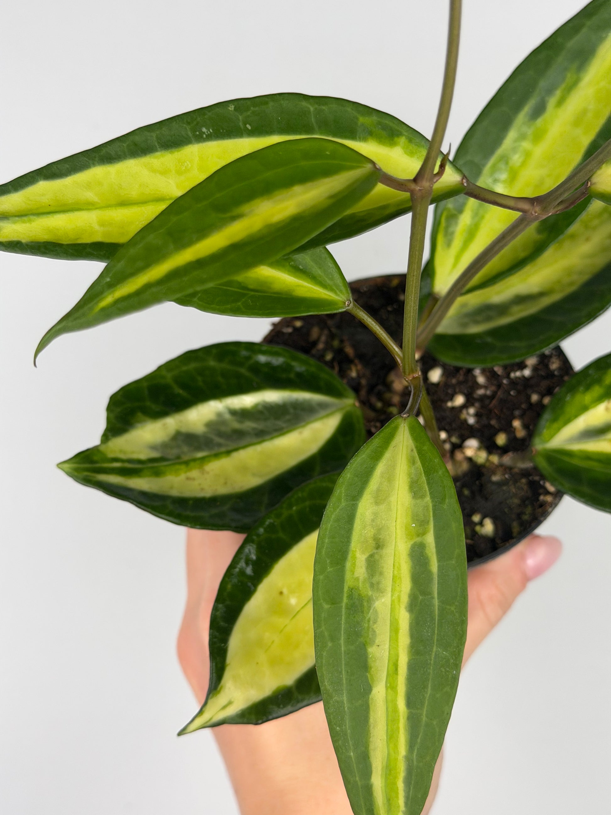 Hoya latifolia 'Pot of gold' Hoya Tropical Corner