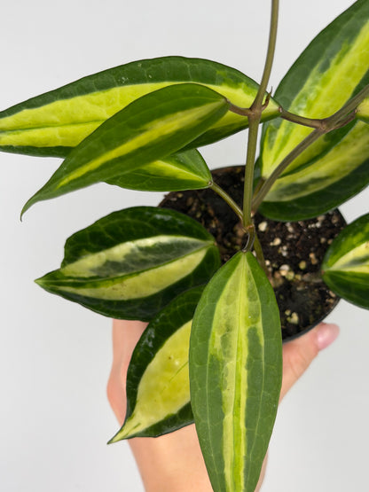 Hoya latifolia 'Pot of gold' Hoya Tropical Corner