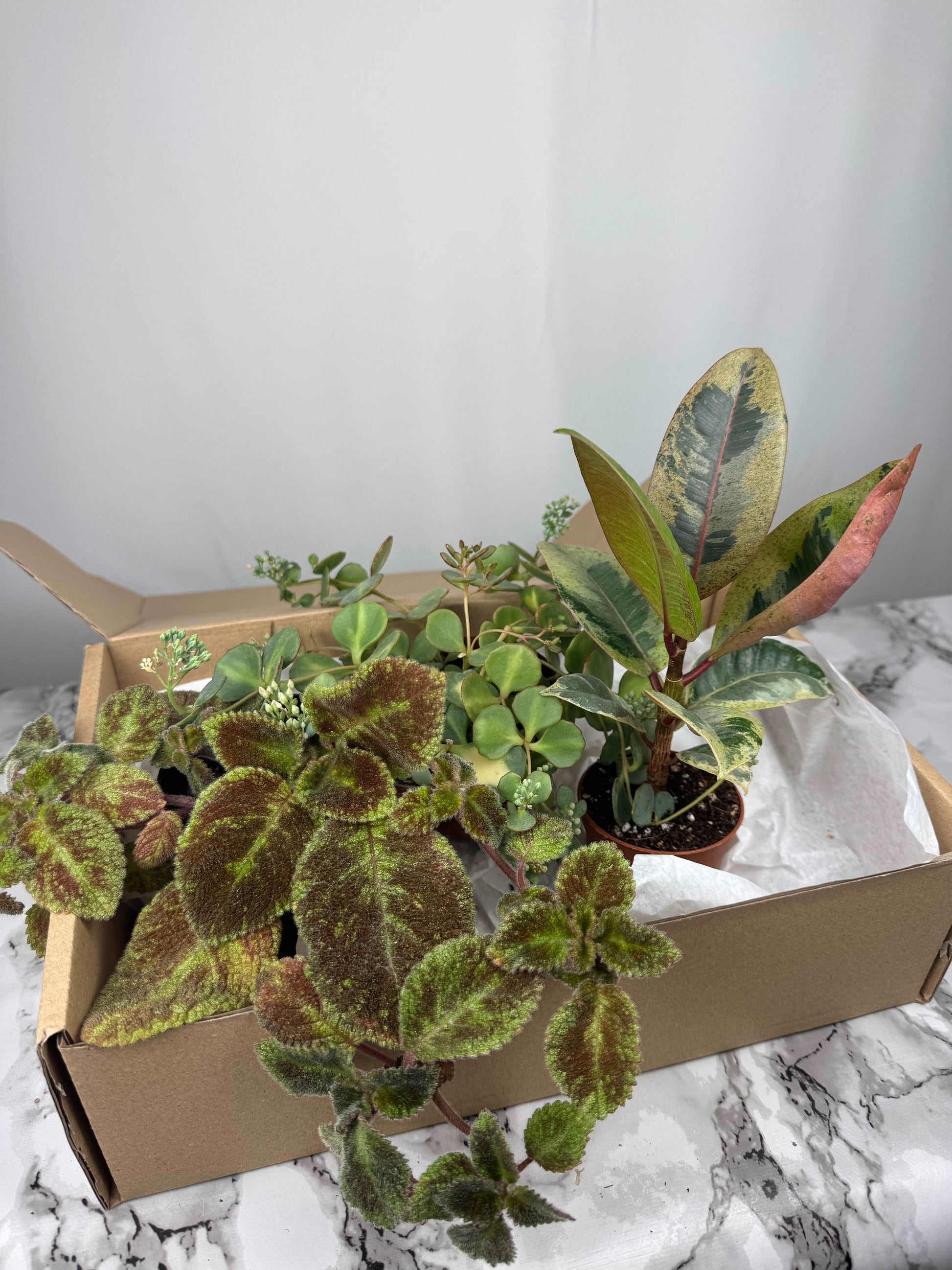 Tropical Box | Greeny love