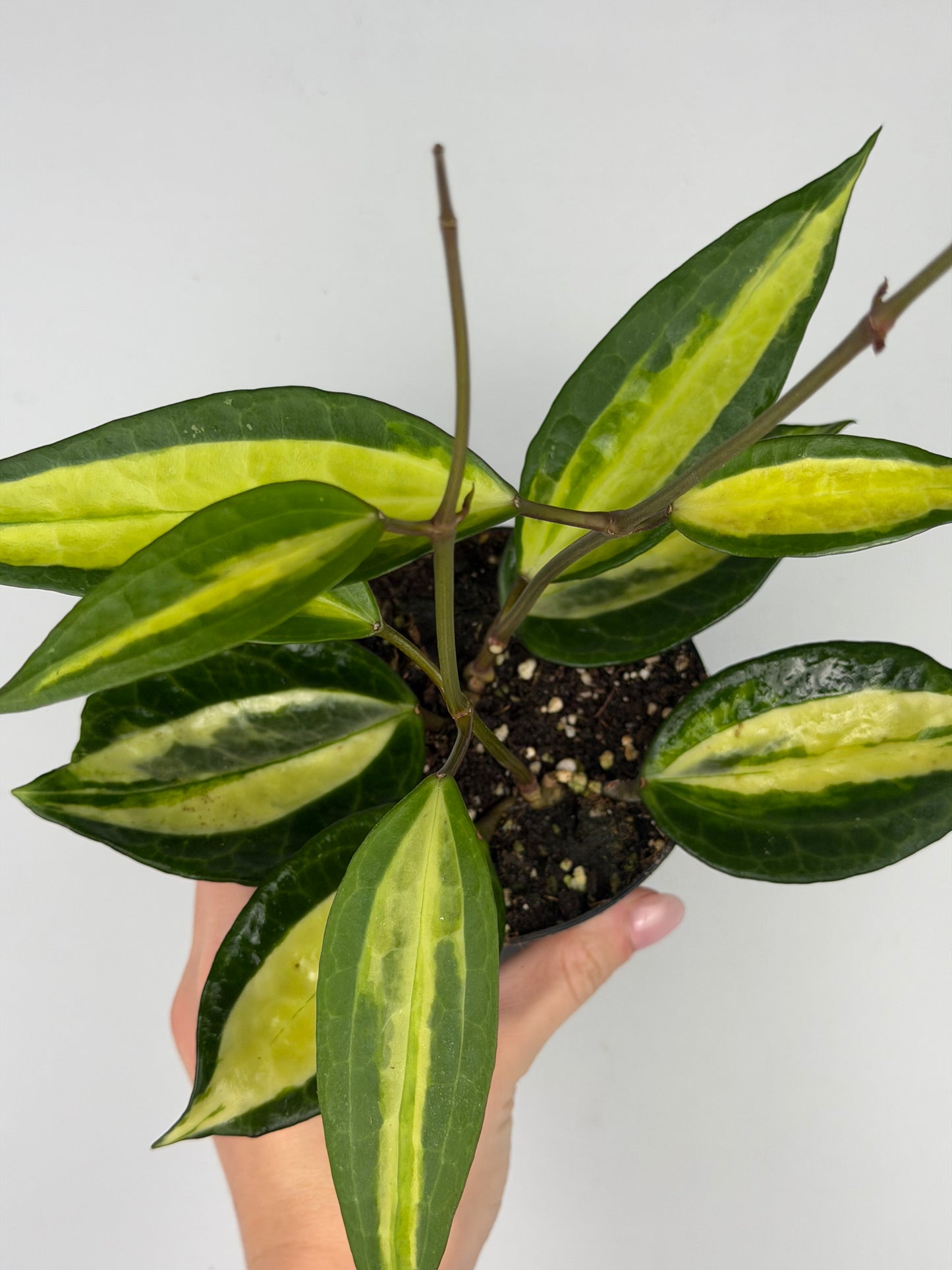 Hoya latifolia 'Pot of gold' Hoya Tropical Corner