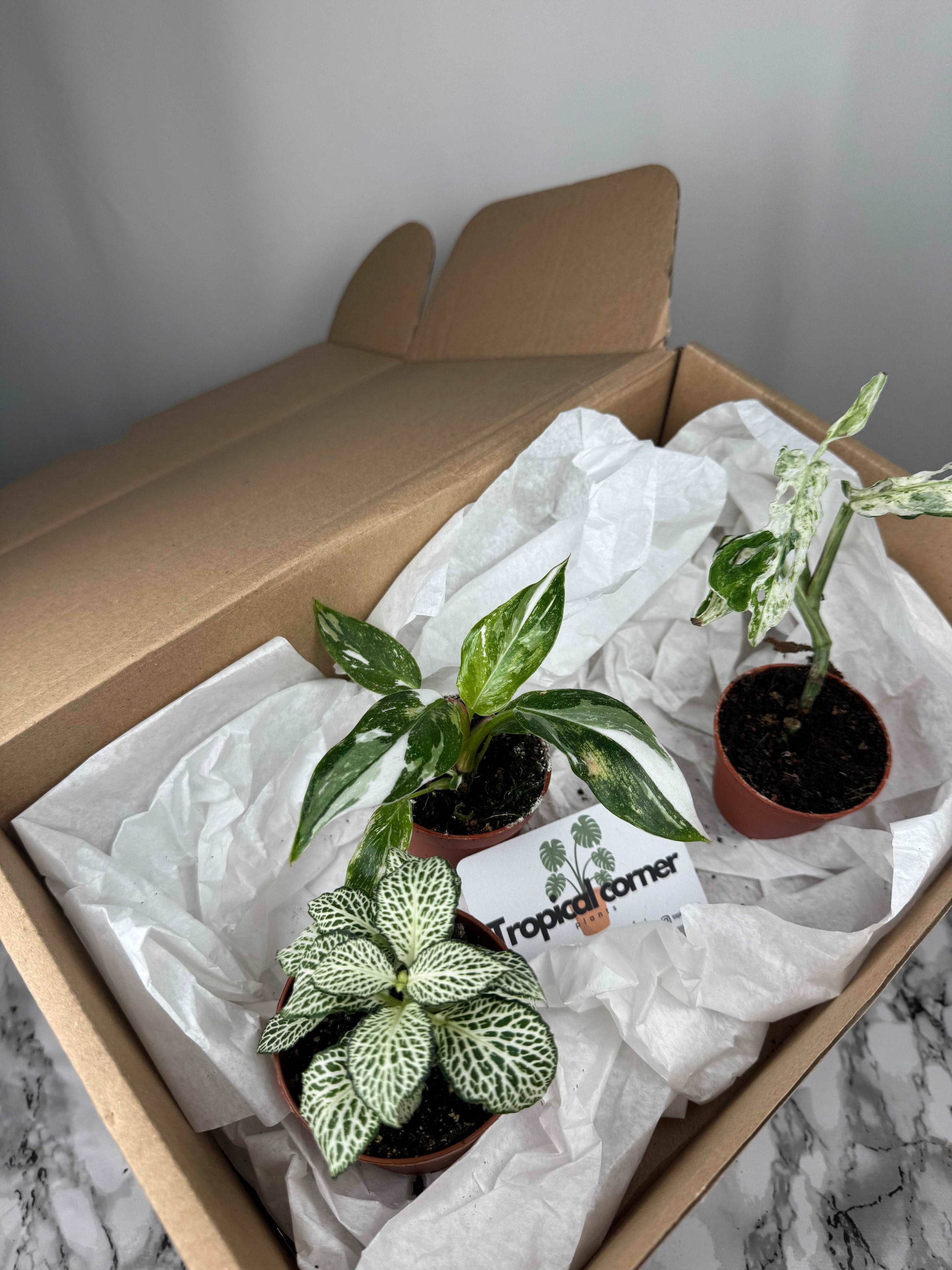 Tropical Box | Biancaneve