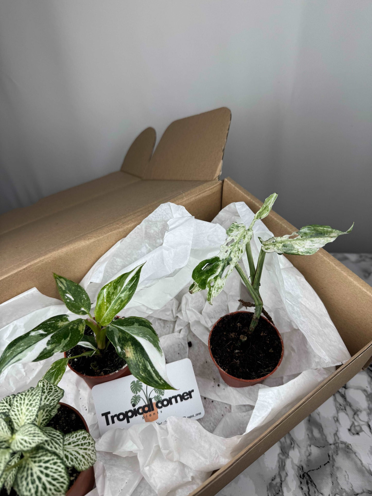 Tropical Box | Biancaneve