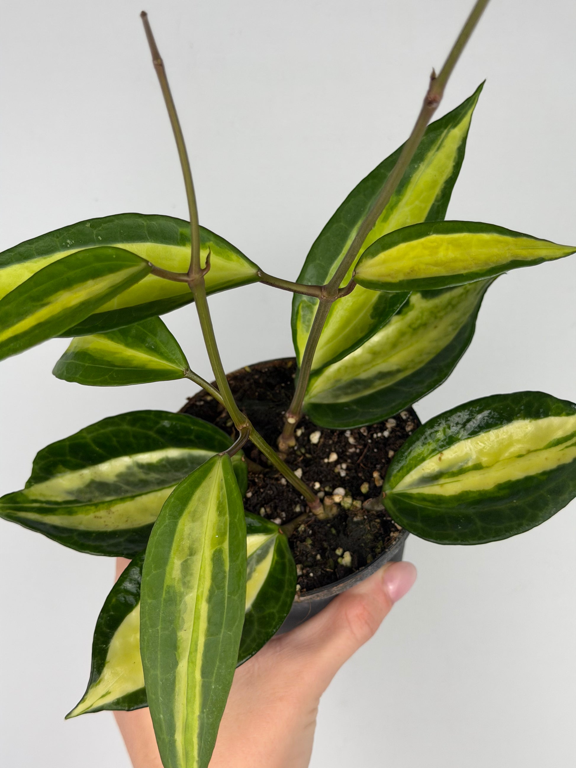 Hoya latifolia 'Pot of gold' Hoya Tropical Corner