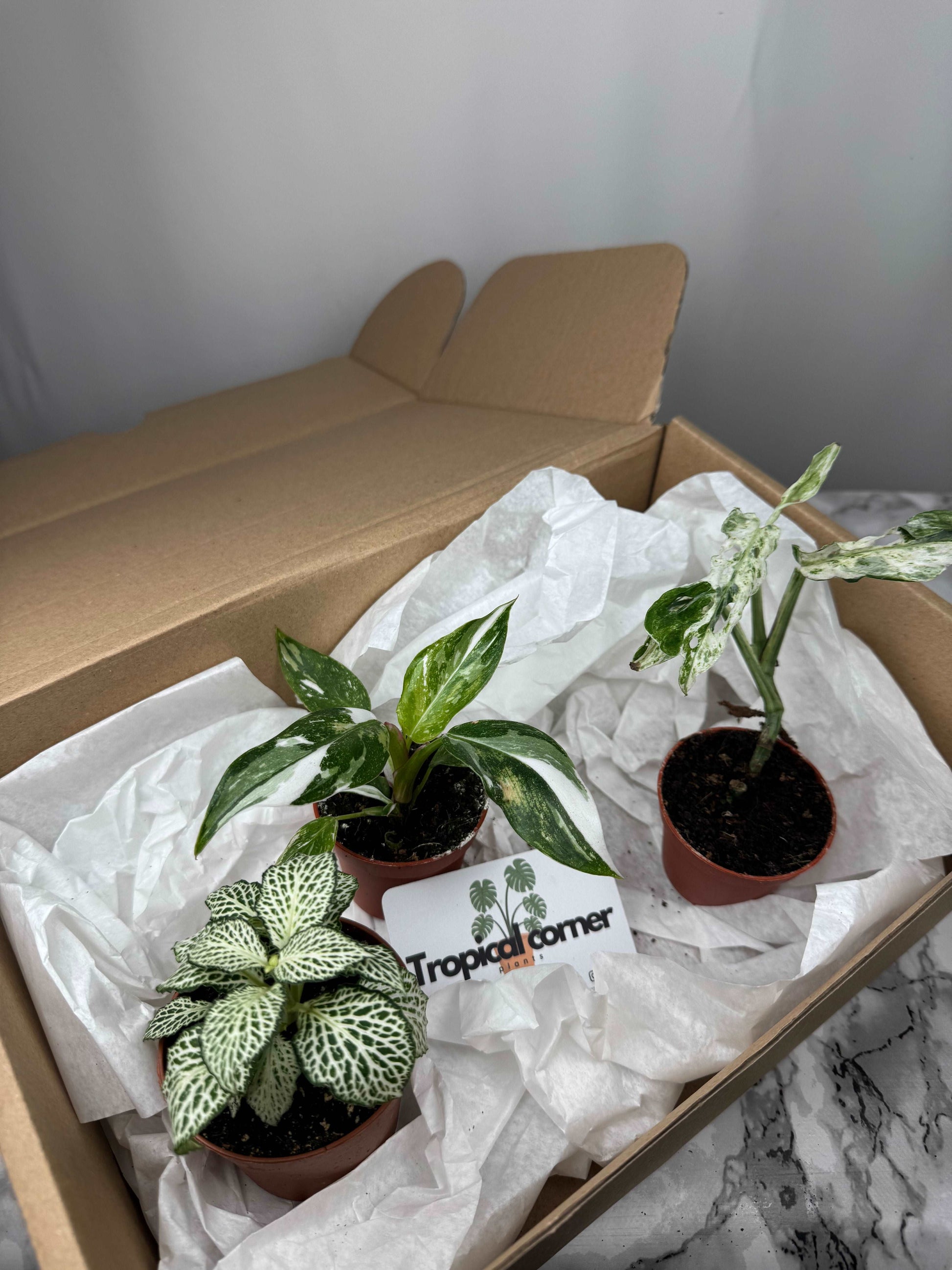 Tropical Box | Biancaneve