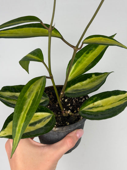 Hoya latifolia 'Pot of gold' Hoya Tropical Corner