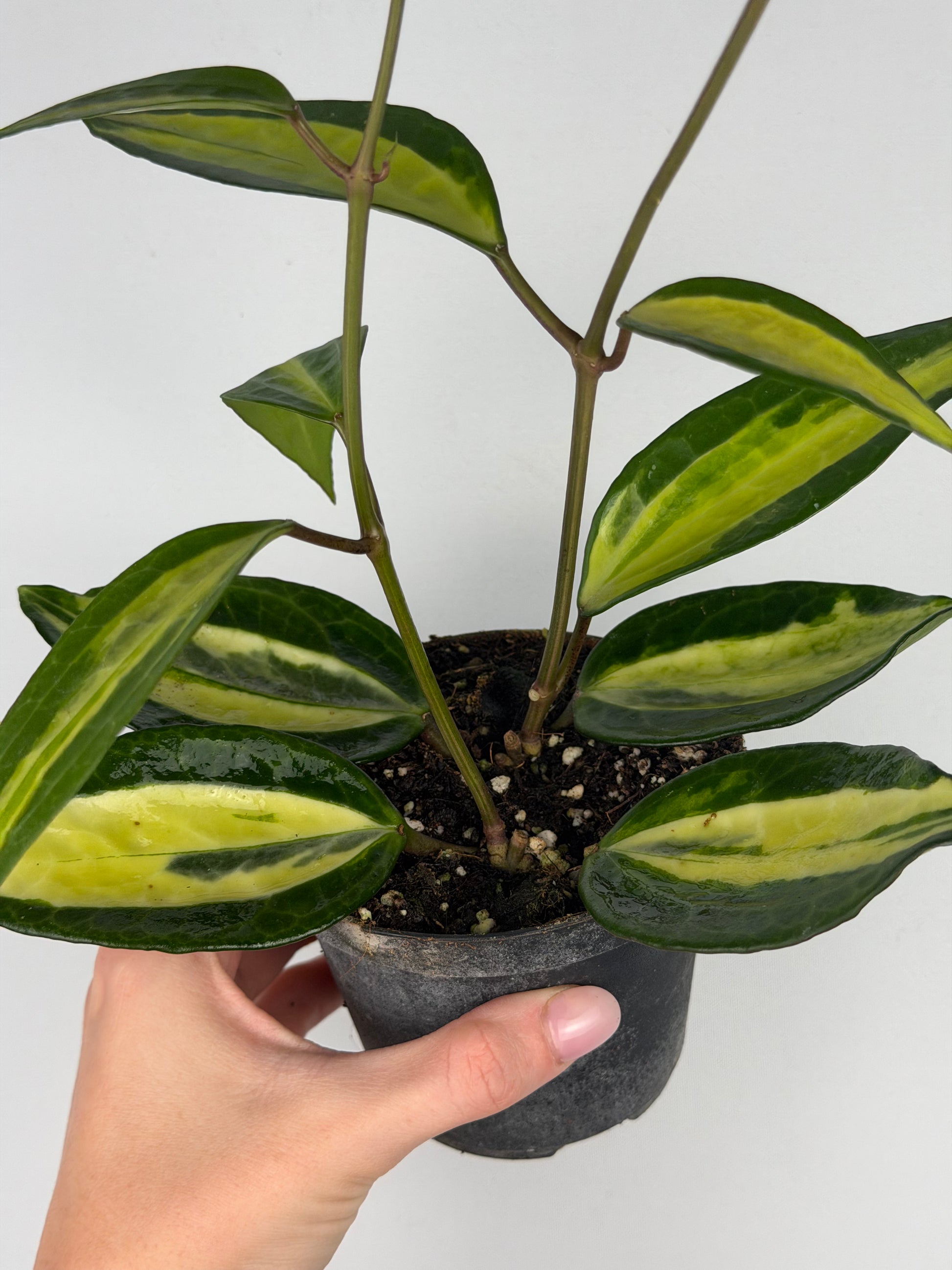 Hoya latifolia 'Pot of gold' Hoya Tropical Corner