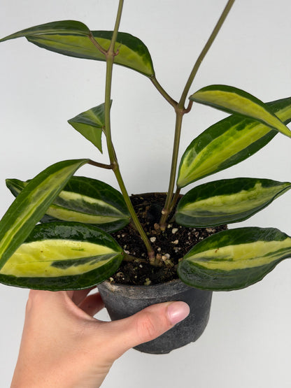Hoya latifolia 'Pot of gold' Hoya Tropical Corner