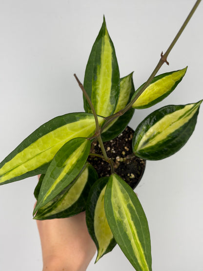Hoya latifolia 'Pot of gold' Hoya Tropical Corner