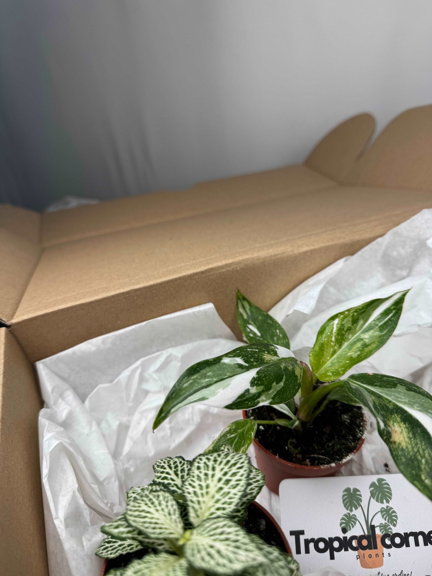 Tropical Box | Biancaneve