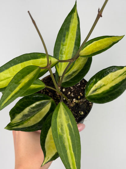 Hoya latifolia 'Pot of gold' Hoya Tropical Corner