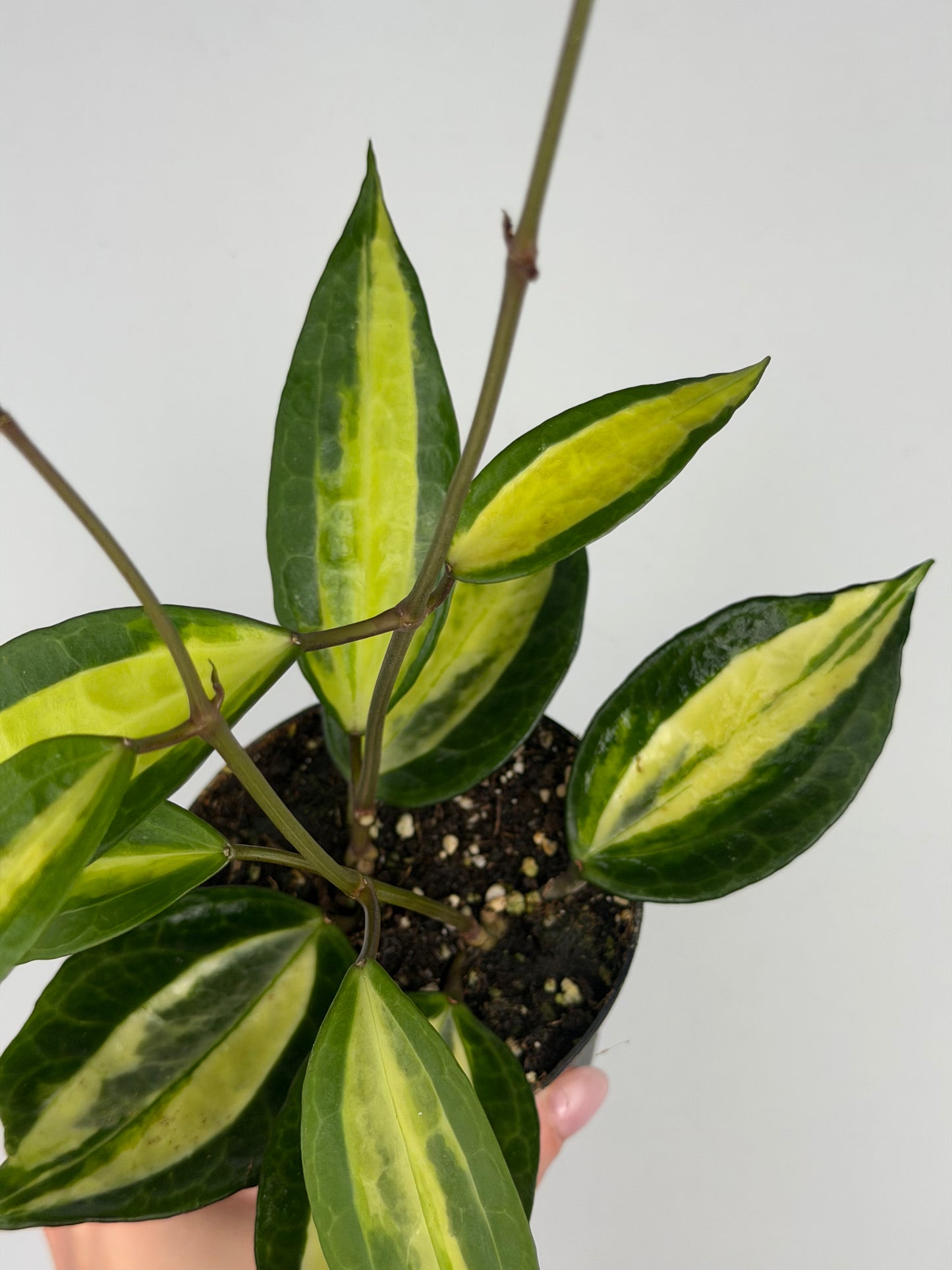 Hoya latifolia 'Pot of gold' Hoya Tropical Corner