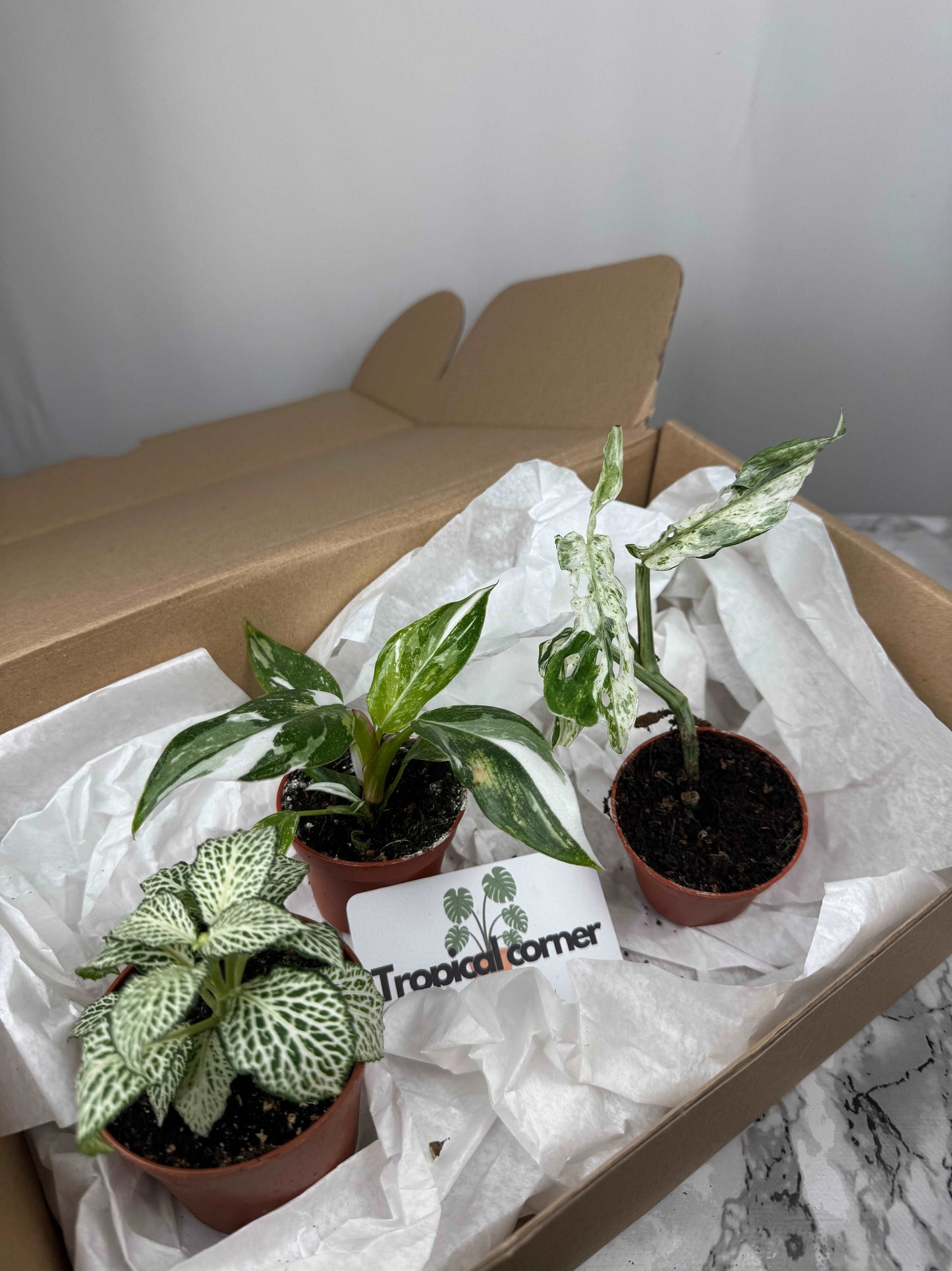 Tropical Box | Biancaneve