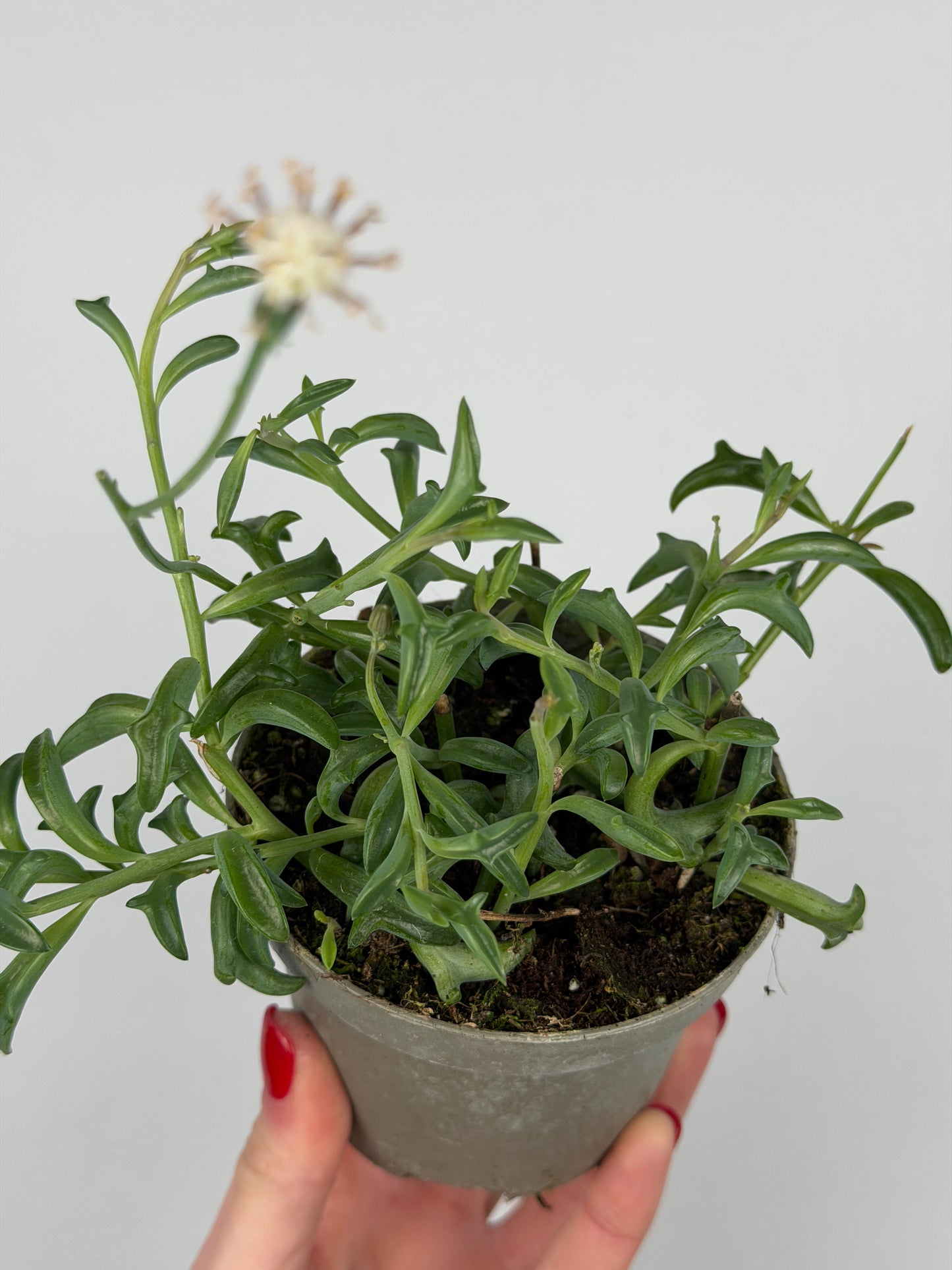 Senecio Peregrinus