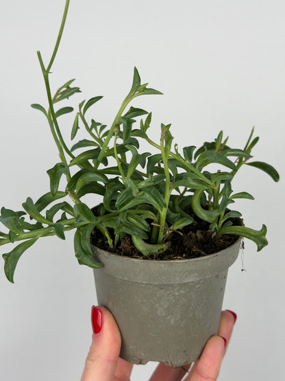Senecio Peregrinus