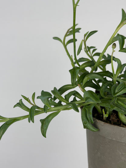 Senecio Peregrinus
