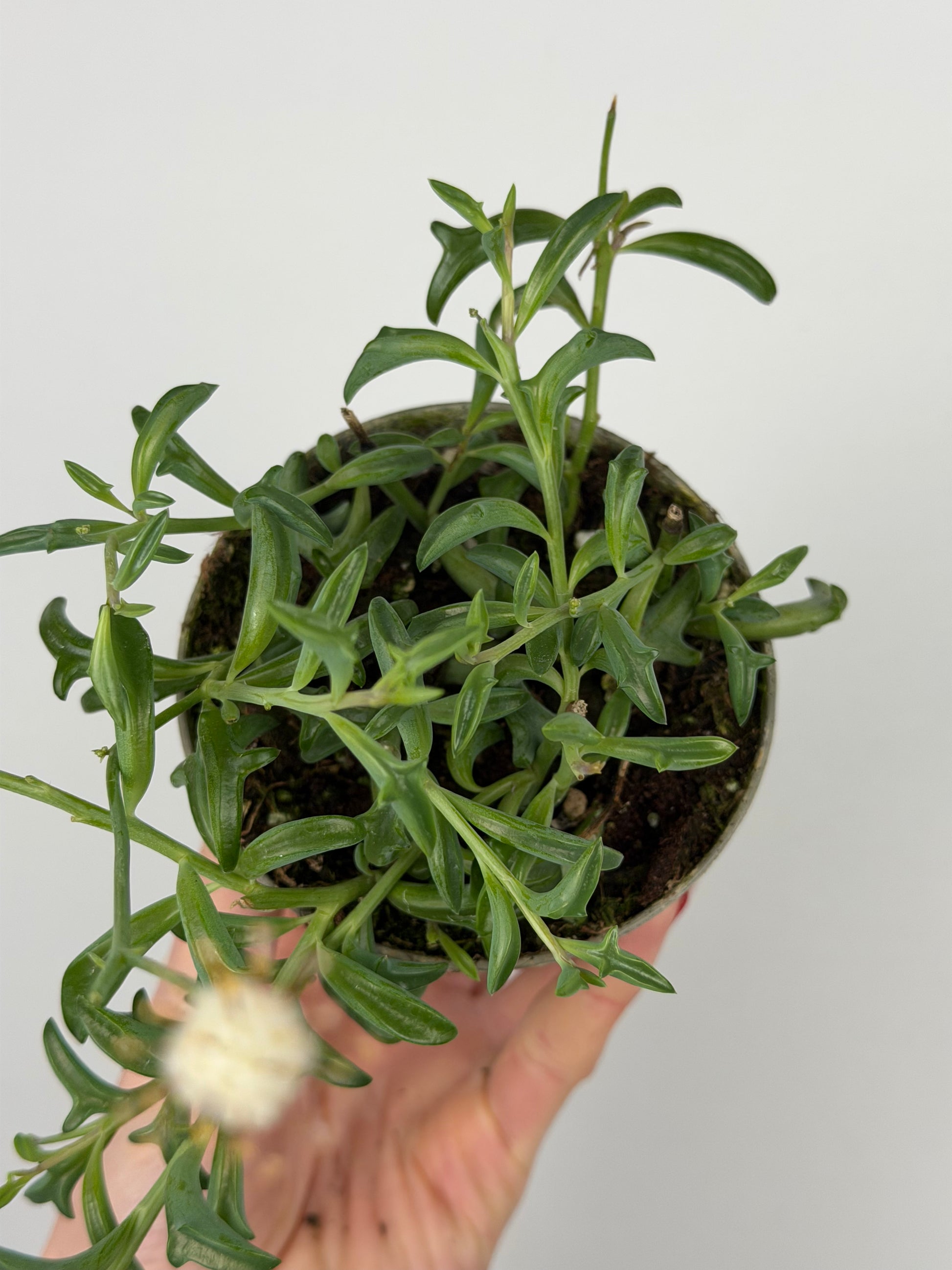 Senecio Peregrinus