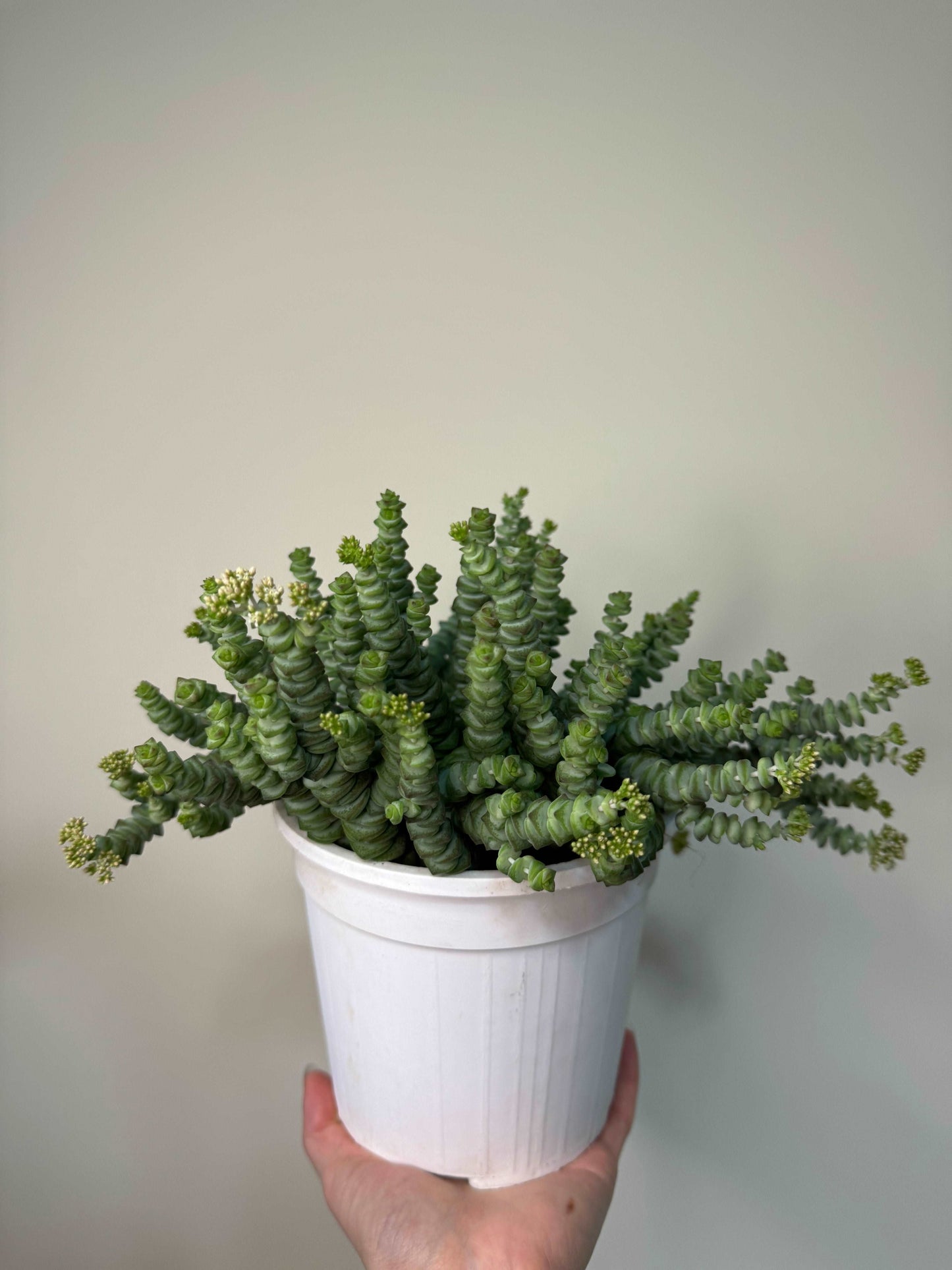 Crassula “Hottentot”