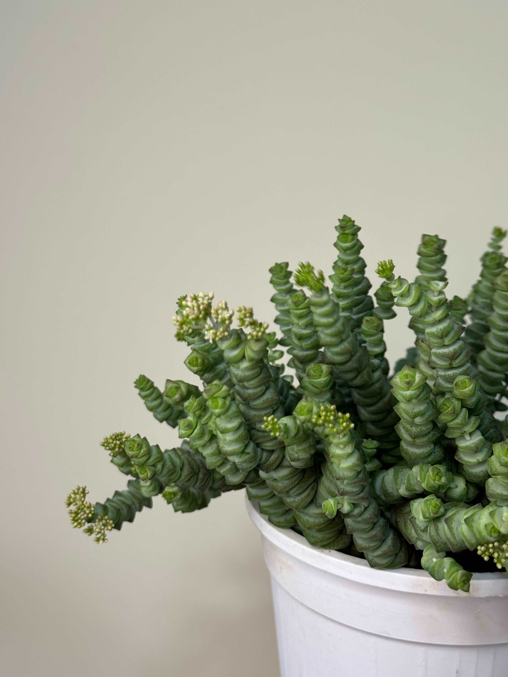 Crassula “Hottentot”