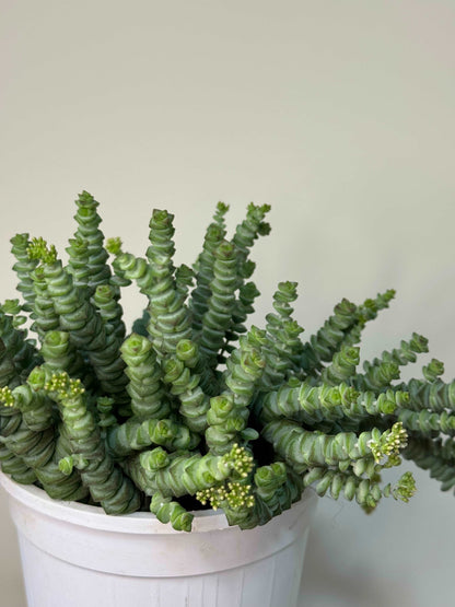 Crassula “Hottentot”