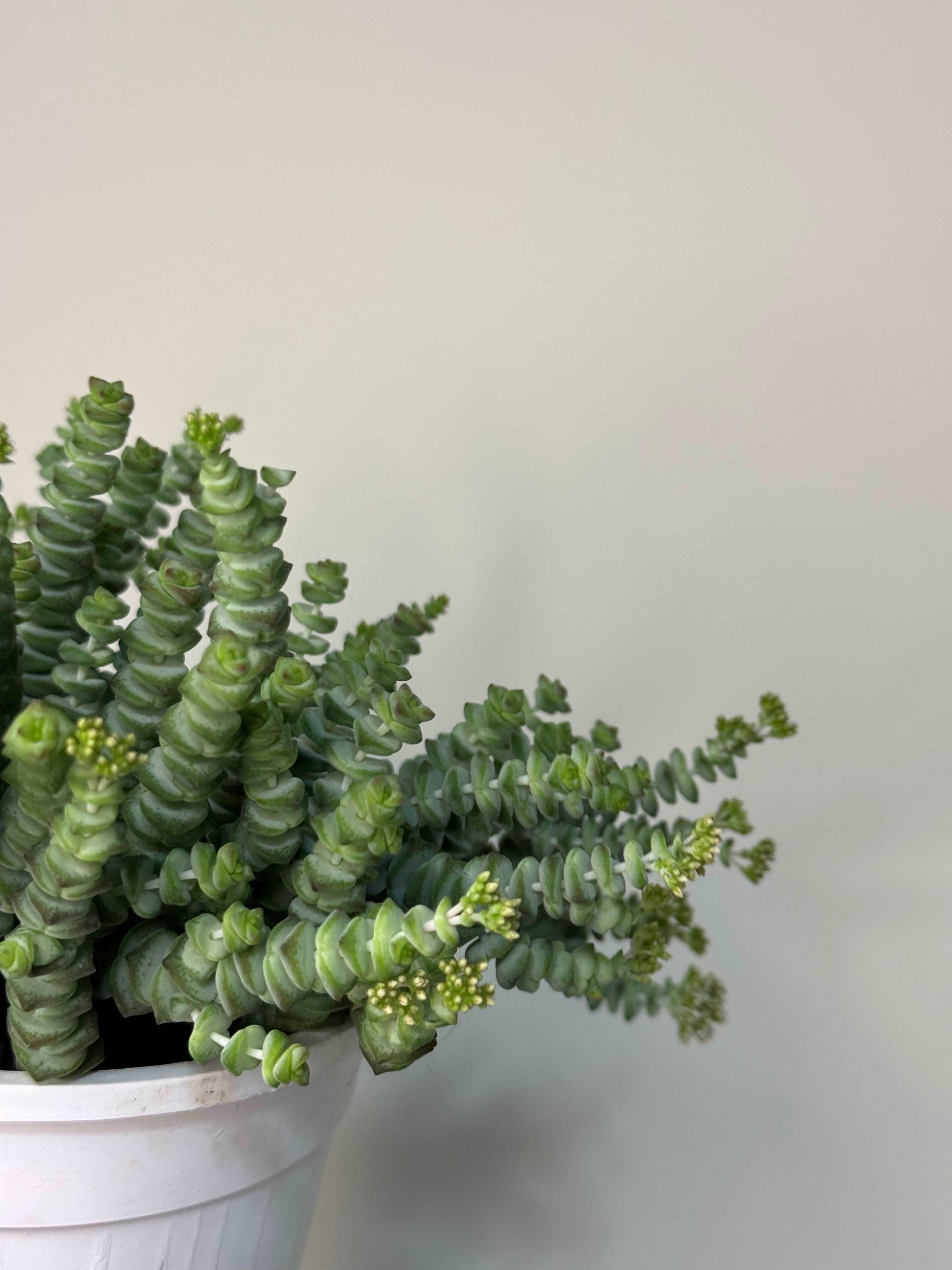 Crassula “Hottentot”