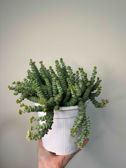 Crassula “Hottentot”