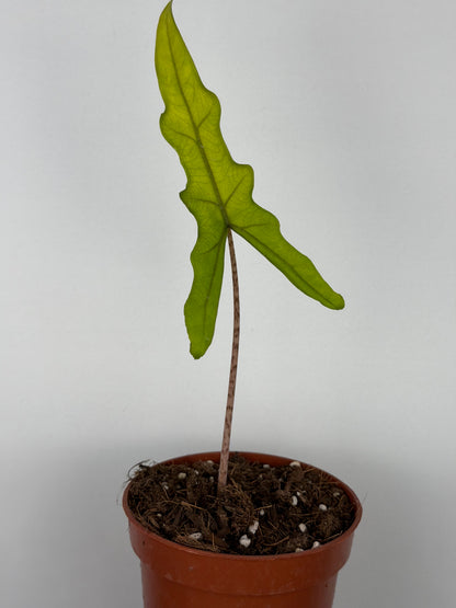 Alocasia Sabrina Narrow | Carlie