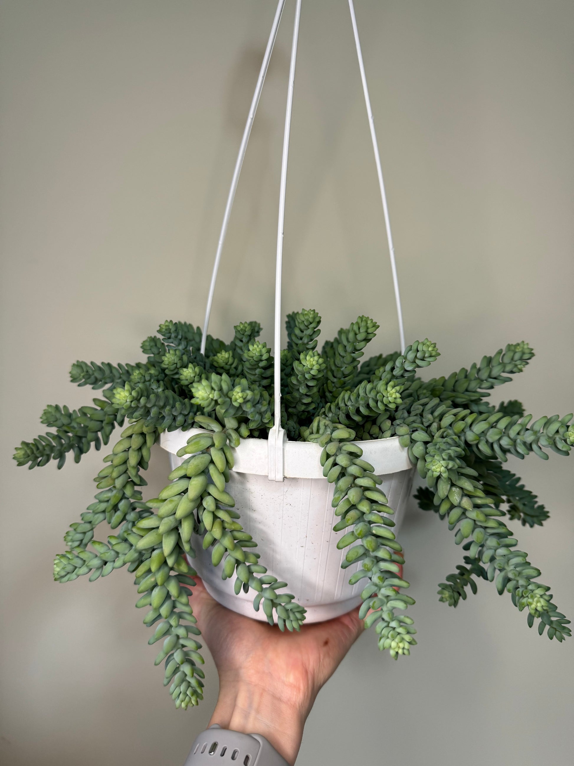 Sedum “Burrito”