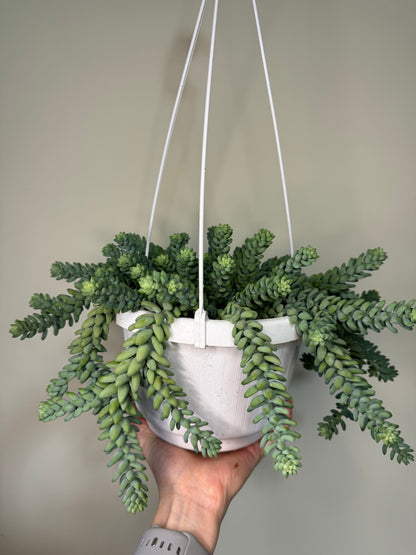 Sedum “Burrito”