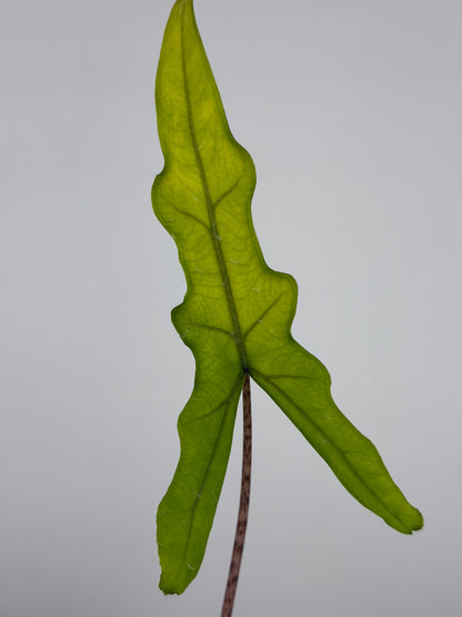 Alocasia Sabrina Narrow | Carlie