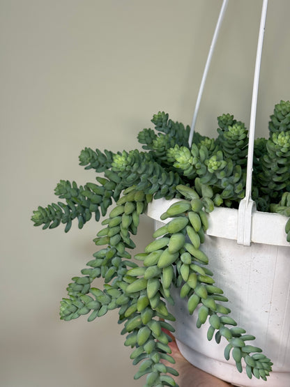 Sedum “Burrito”